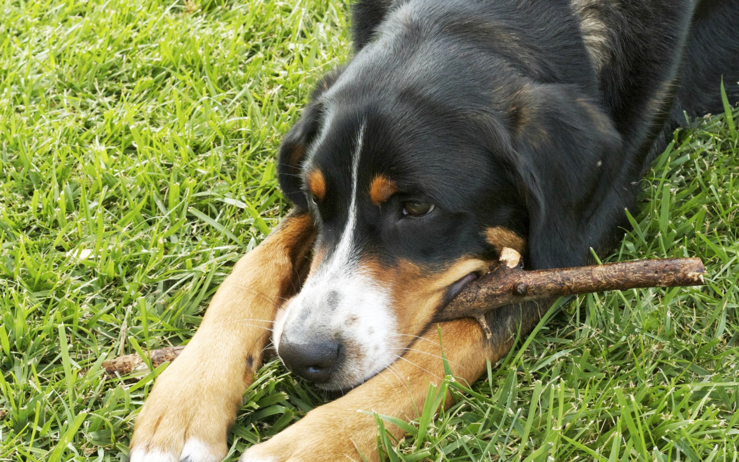 Большой швейцарский зенненхунд лежит на траве с палкой
