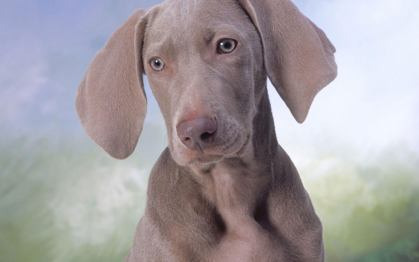 Серый щенок Пойнтер