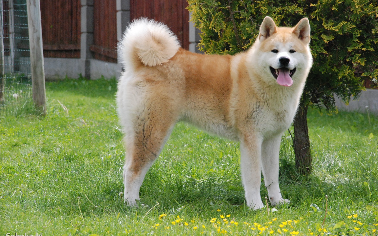Счастливая акита-ину