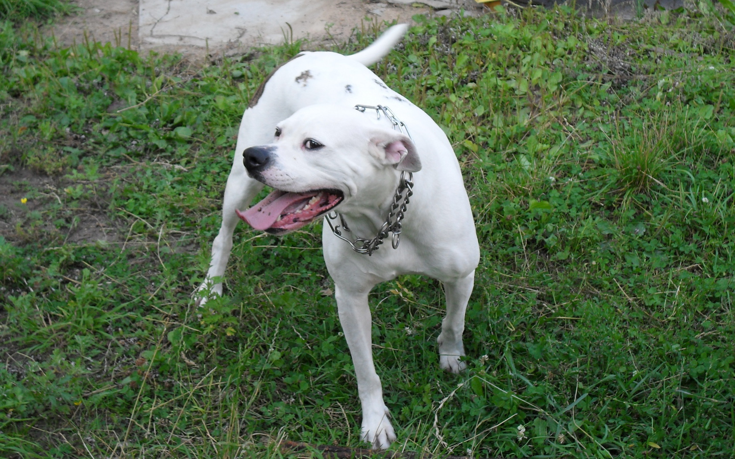 Счастливый американский бульдог