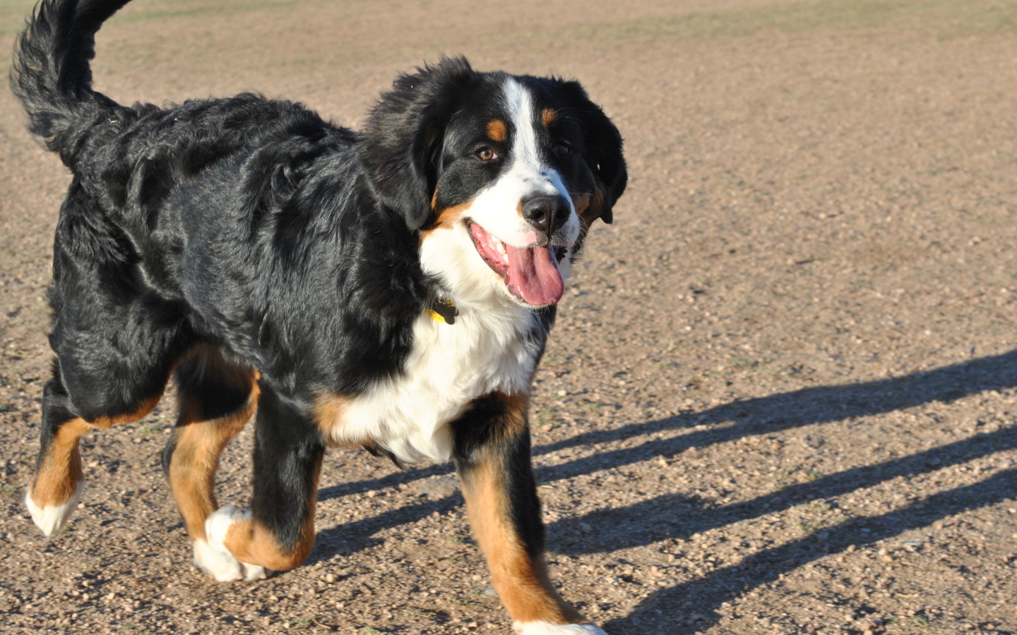 Счастливая бернская пастушья собака