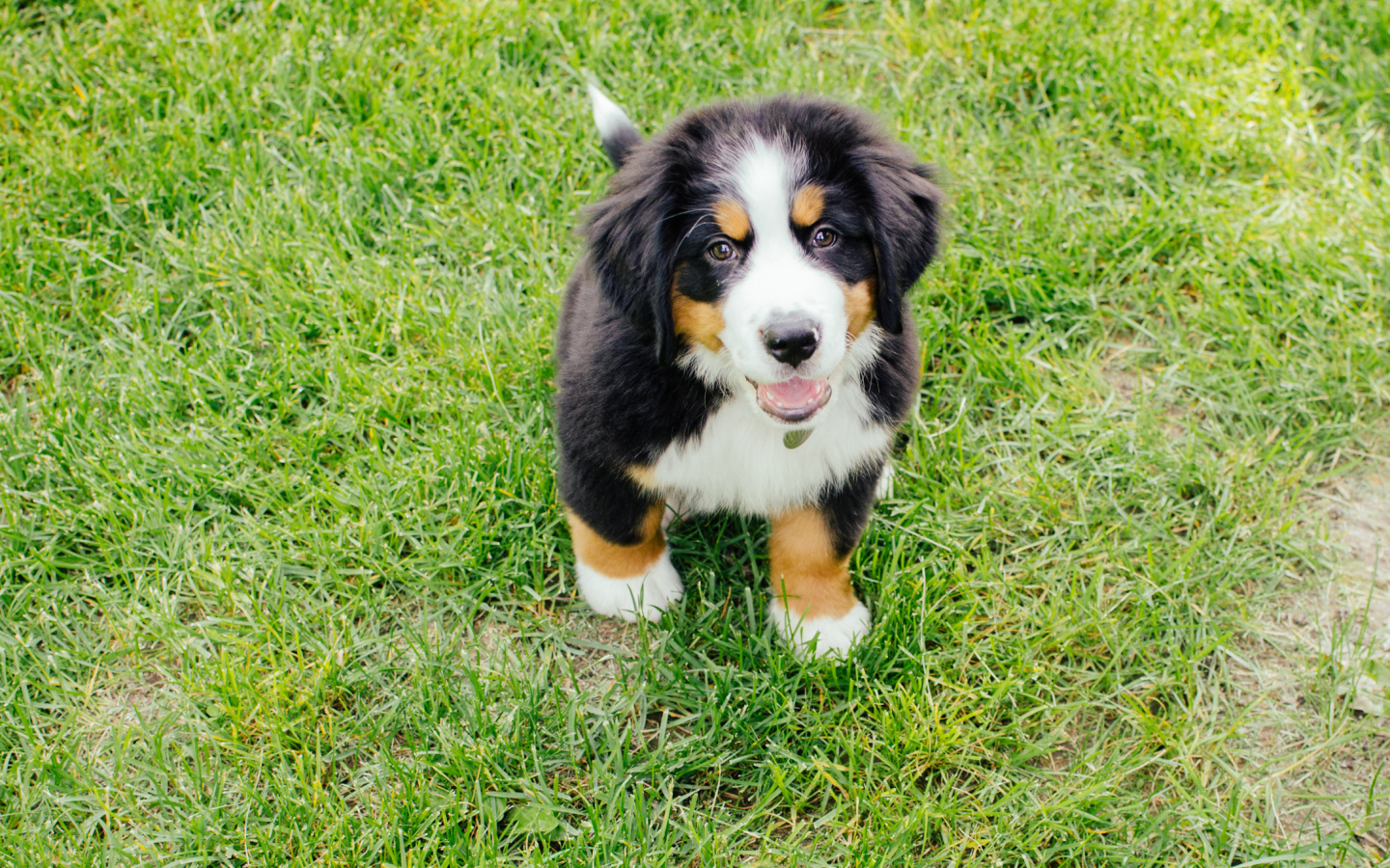 Счастливый щенок бернской пастушьей собаки смотрит на фотографа