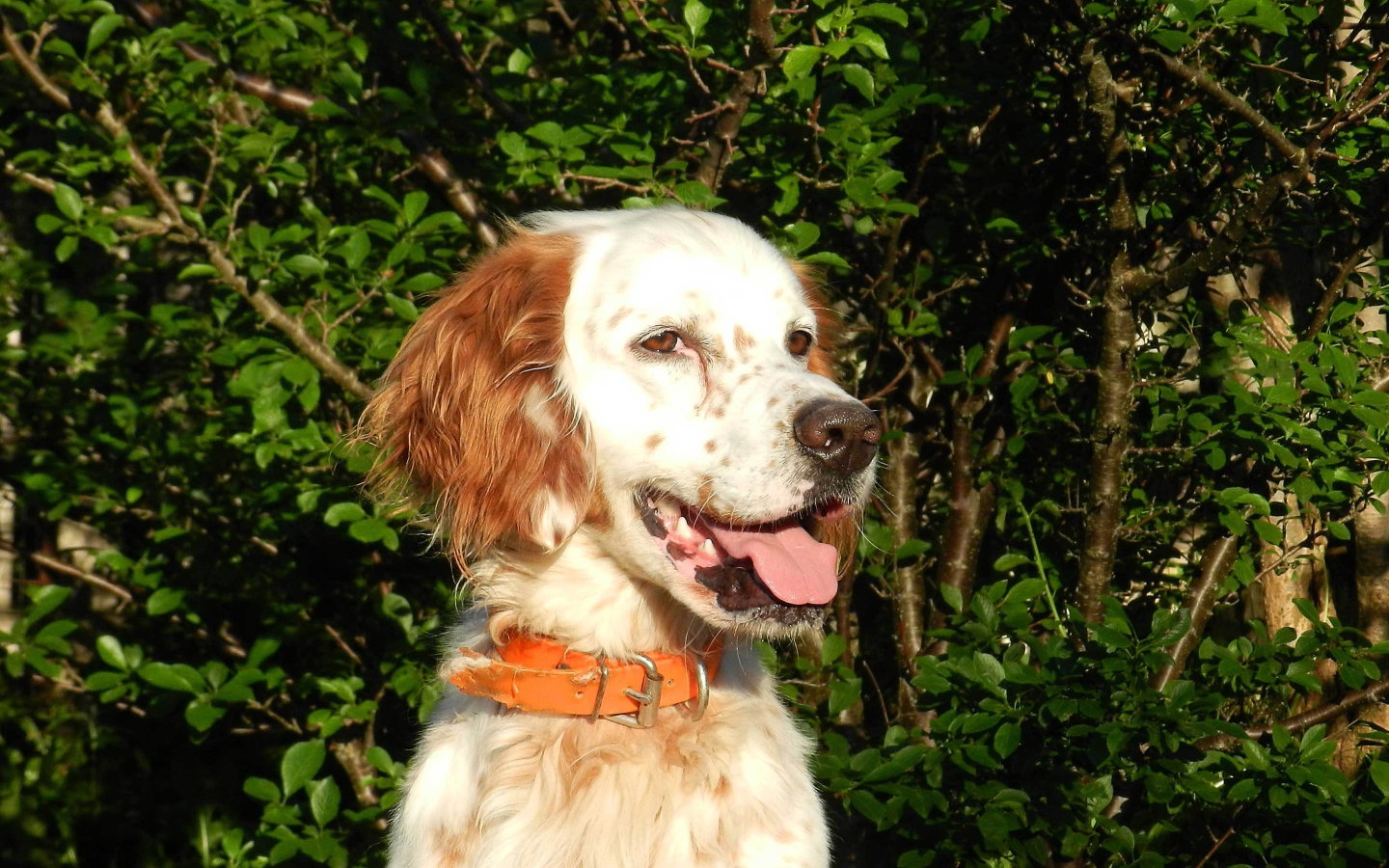 Счастливый английский сеттер