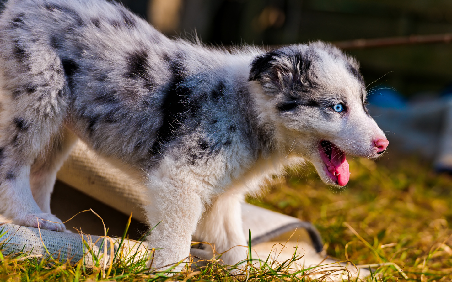 Happy Puppy Australian Shepherd
