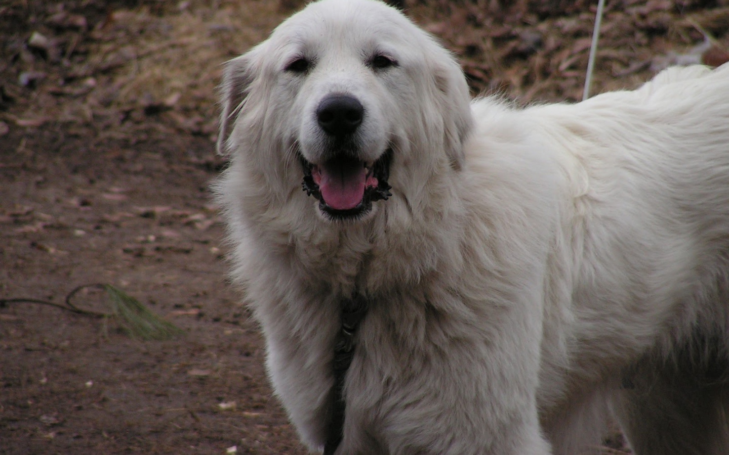 Счастливая большая пиренейская собака