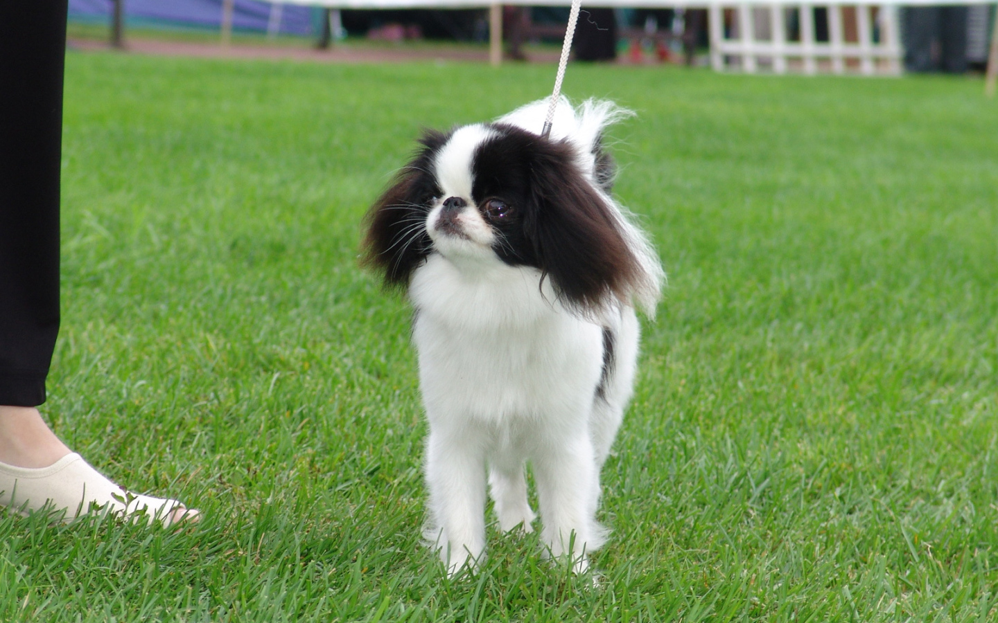 Японский хин на собачьей выставке