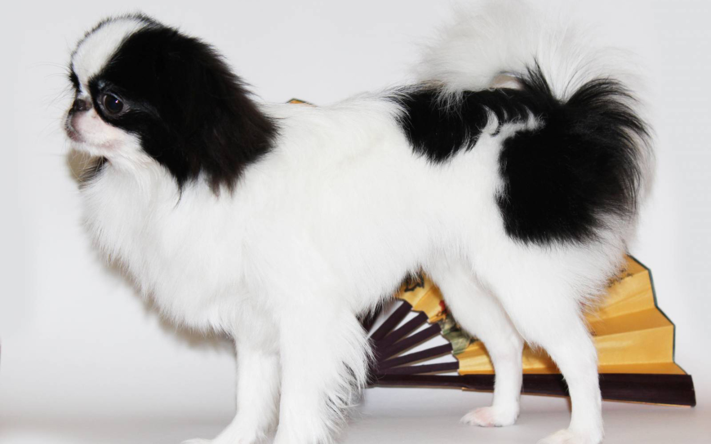 Японский хин на белом фоне