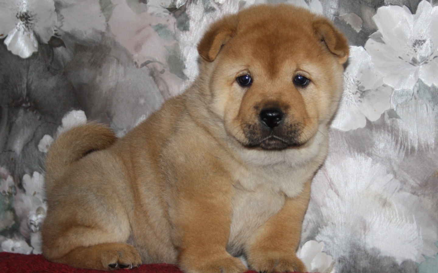 Маленький чау-чау