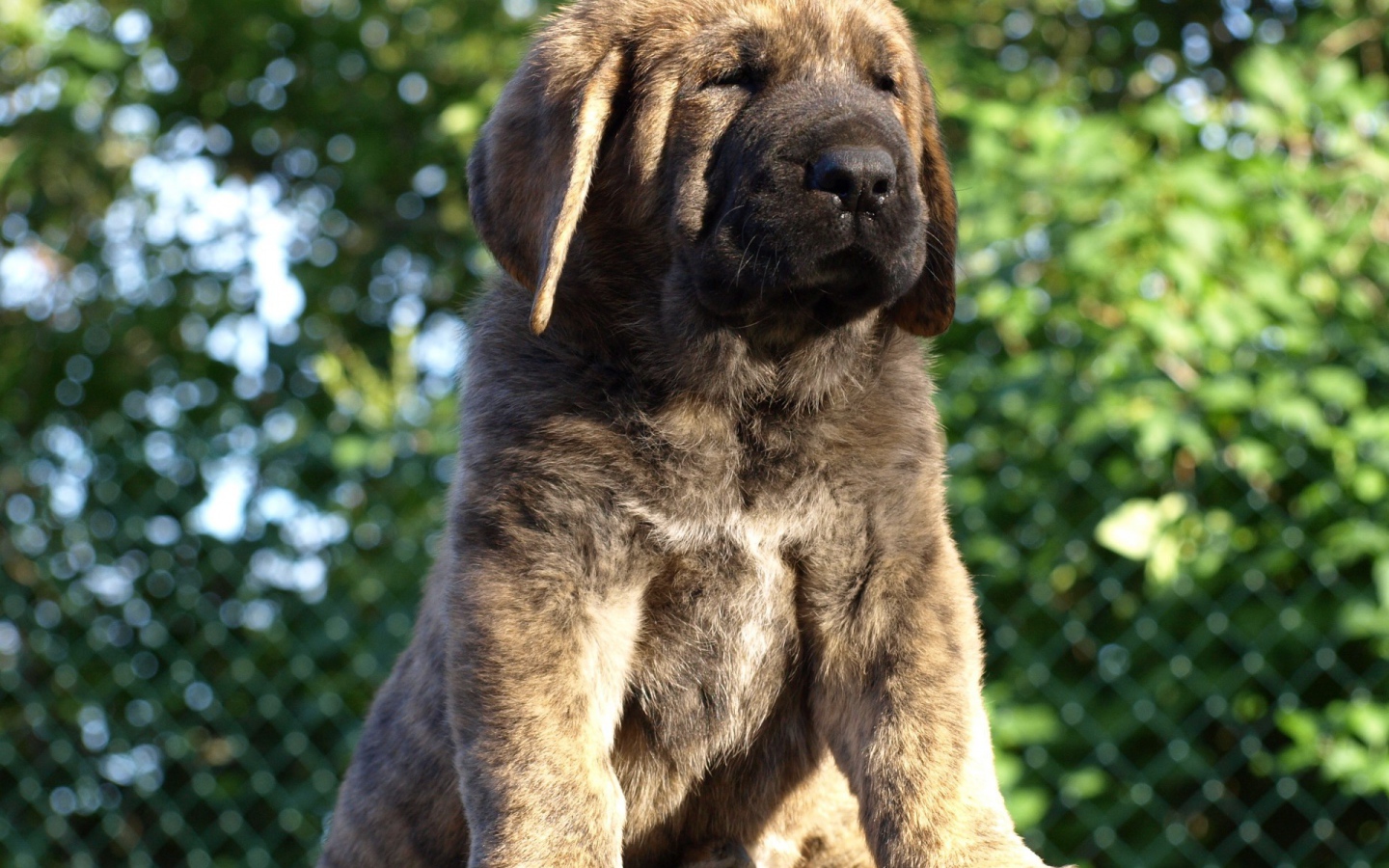 Маленький Испанский мастиф на столе