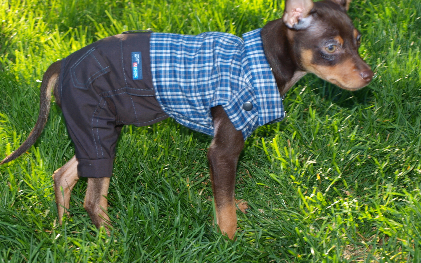 Карликовый пинчер одетый как мальчик