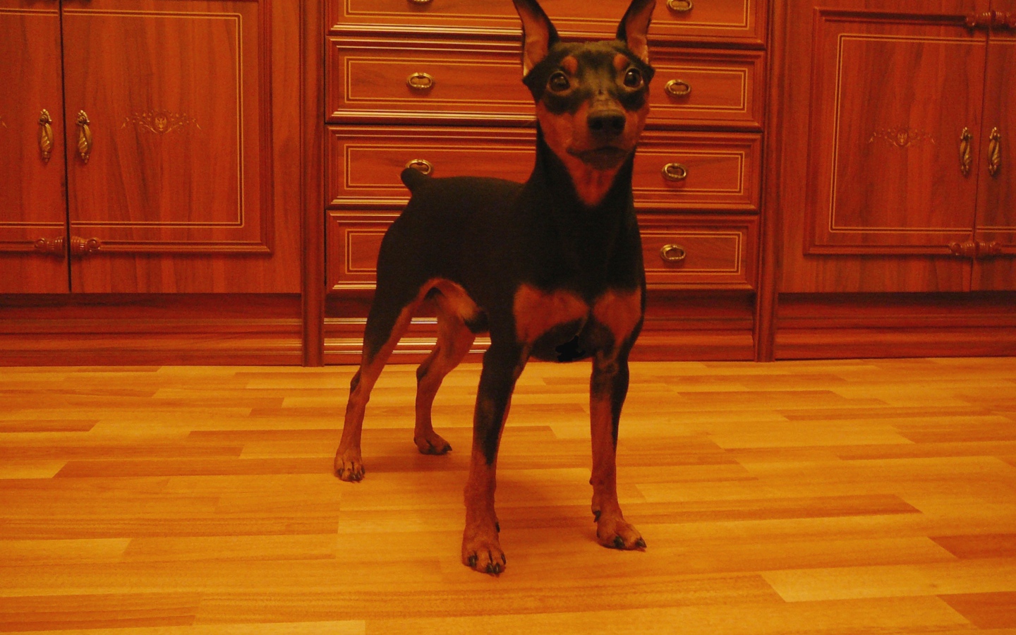 Карликовый пинчер на кухне