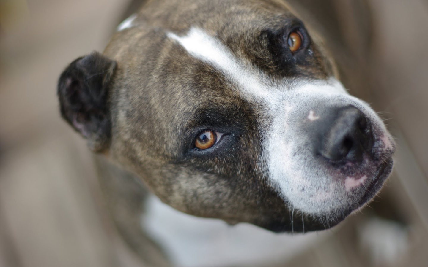 Питбуль, умный взгляд