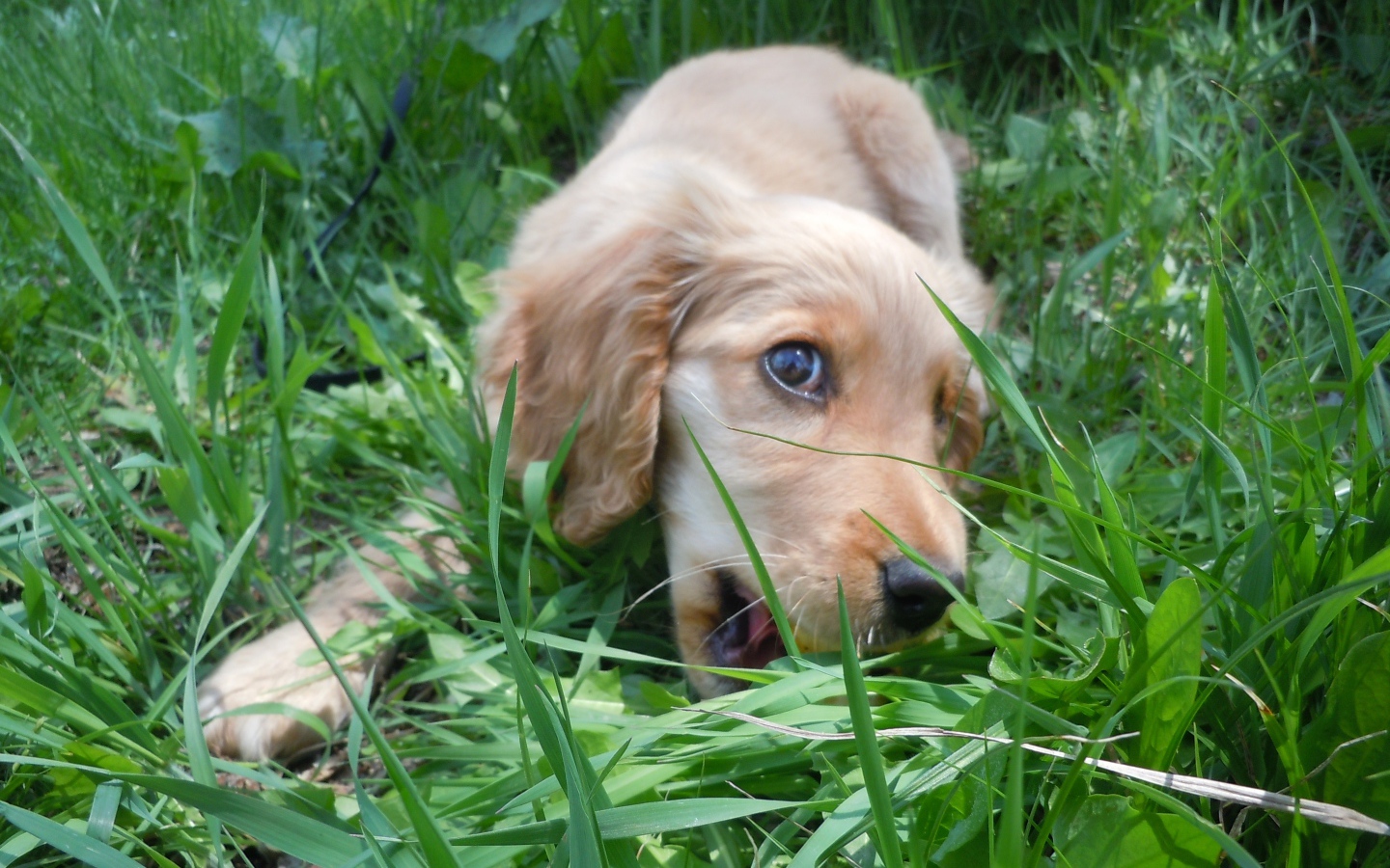 Игривый английский кокер-спаниель