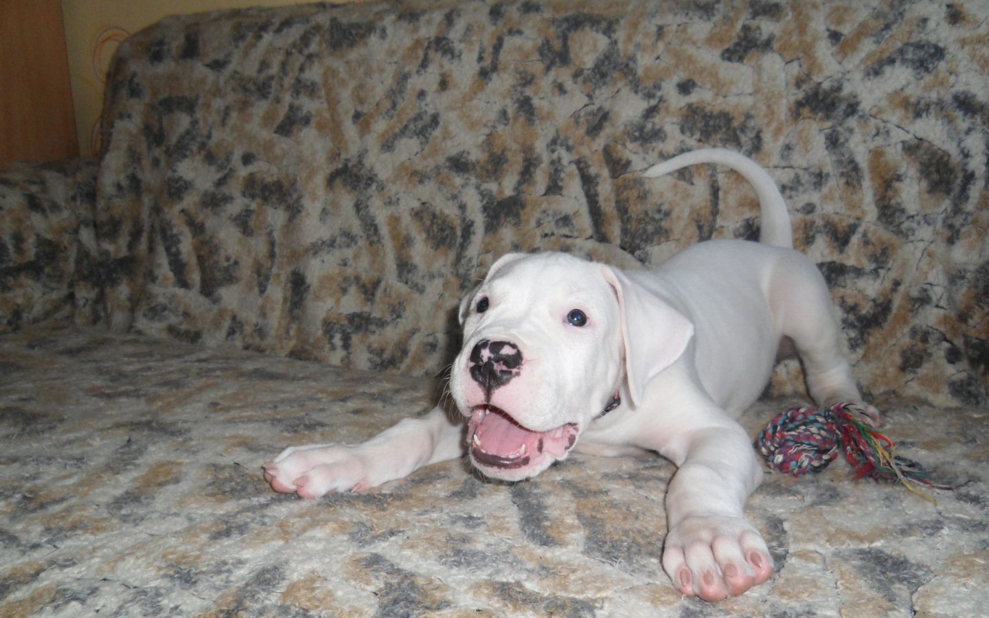 Игривый щенок аргентинского дога