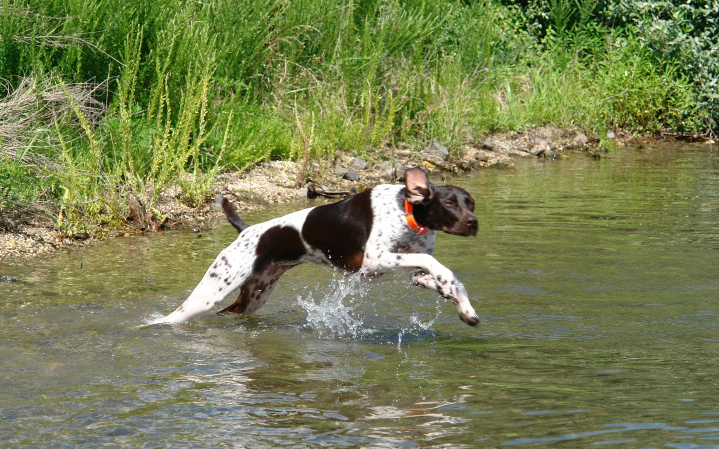 Пойнтер пересекает реку