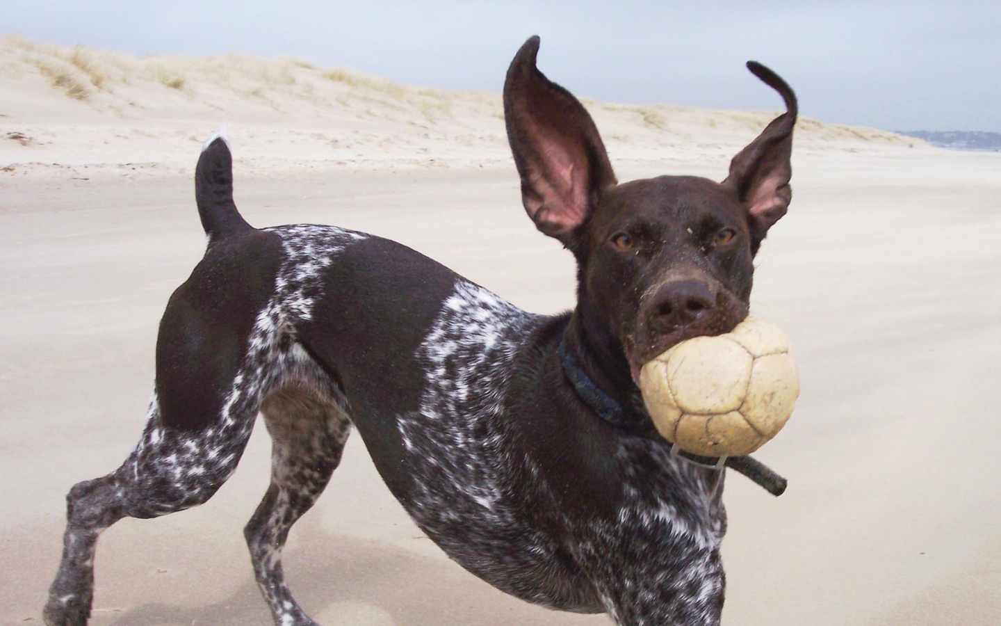 Пойнтер играет с мячом