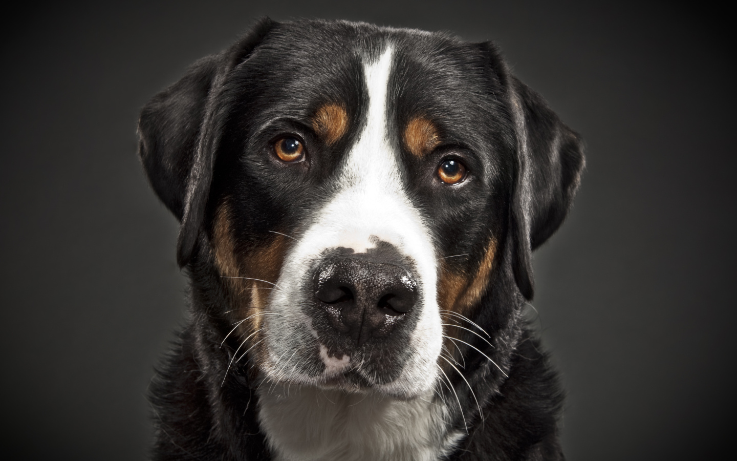 Портрет большого швейцарского зенненхунда