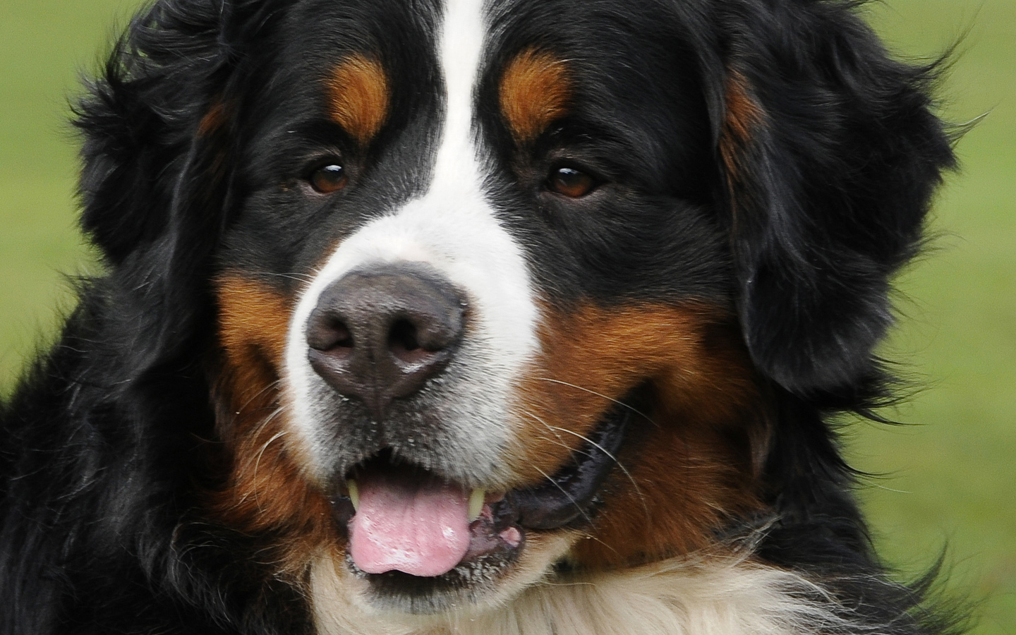 Портрет красивой бернской пастушьей собаки на фоне травы