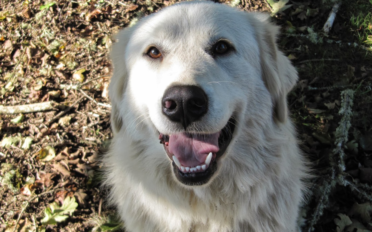 Портрет счастливой большой пиренейской собаки