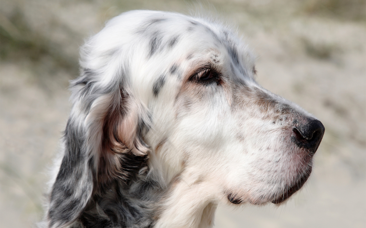 Портрет английского сеттера