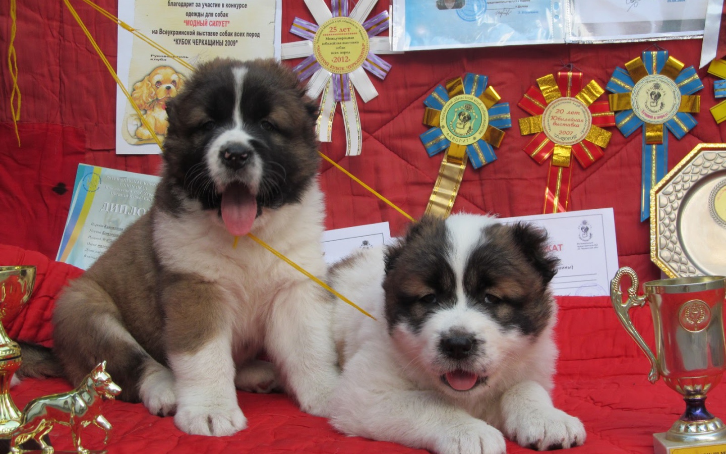 Щенки Кавказской овчарки Победители