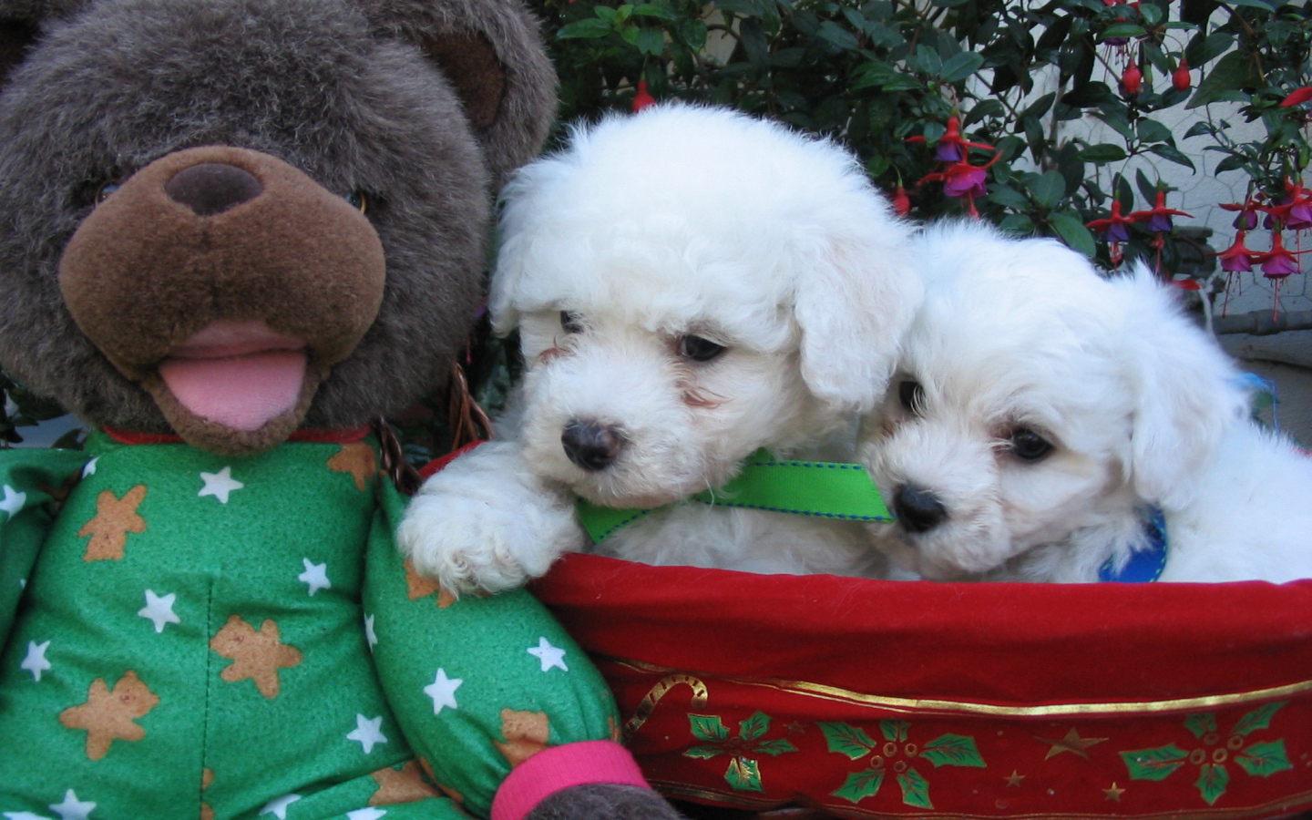 Щенки породы бишон-фриз и мягкая игрушка