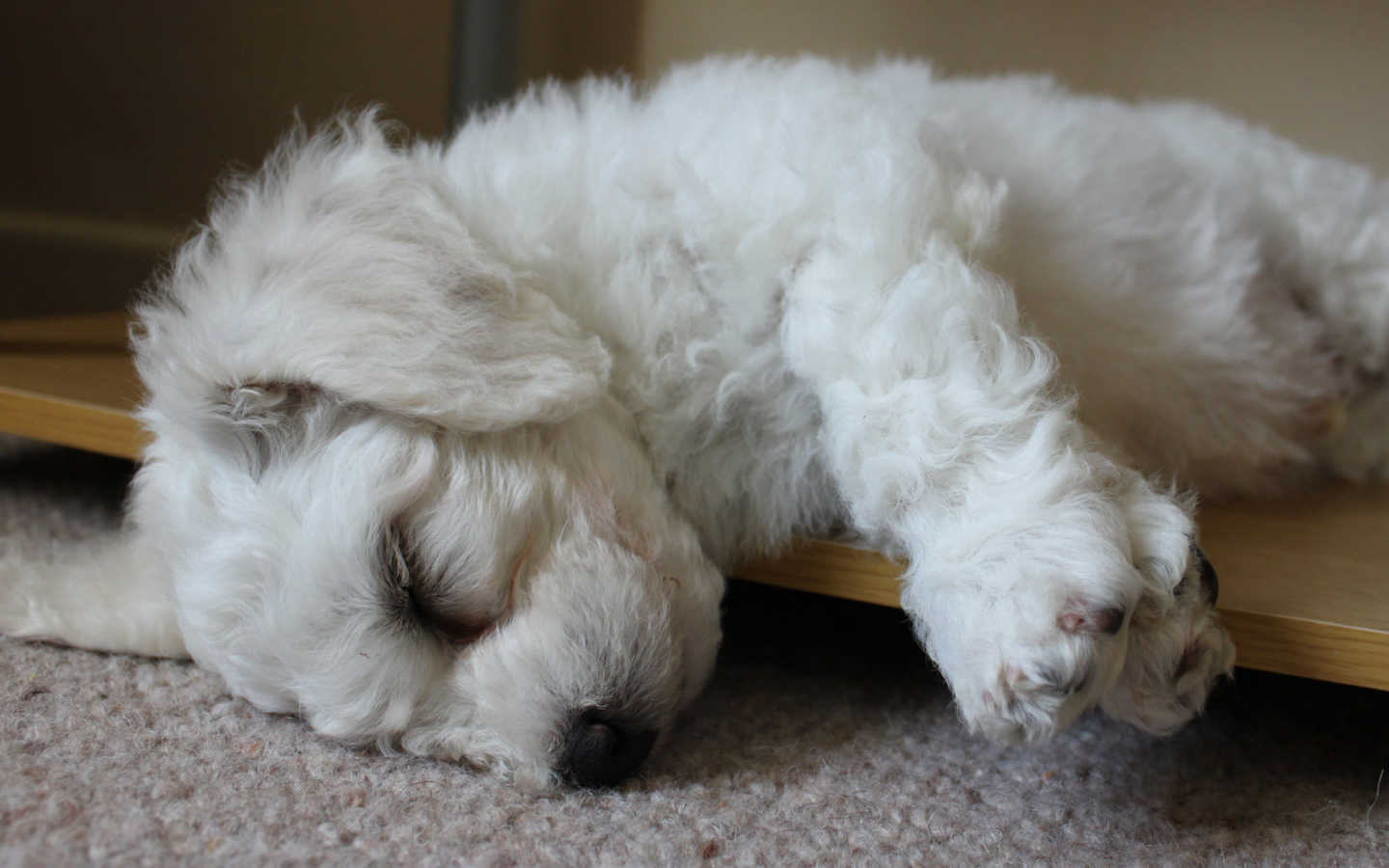 Щенок породы бишон-фриз заснул