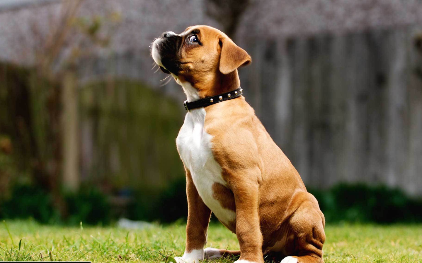 Щенок боксёра косится одним глазом