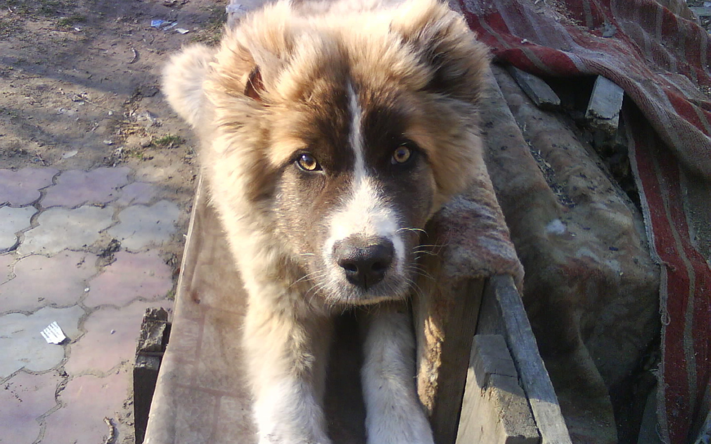 Щенок кавказской овчарки на скамейке