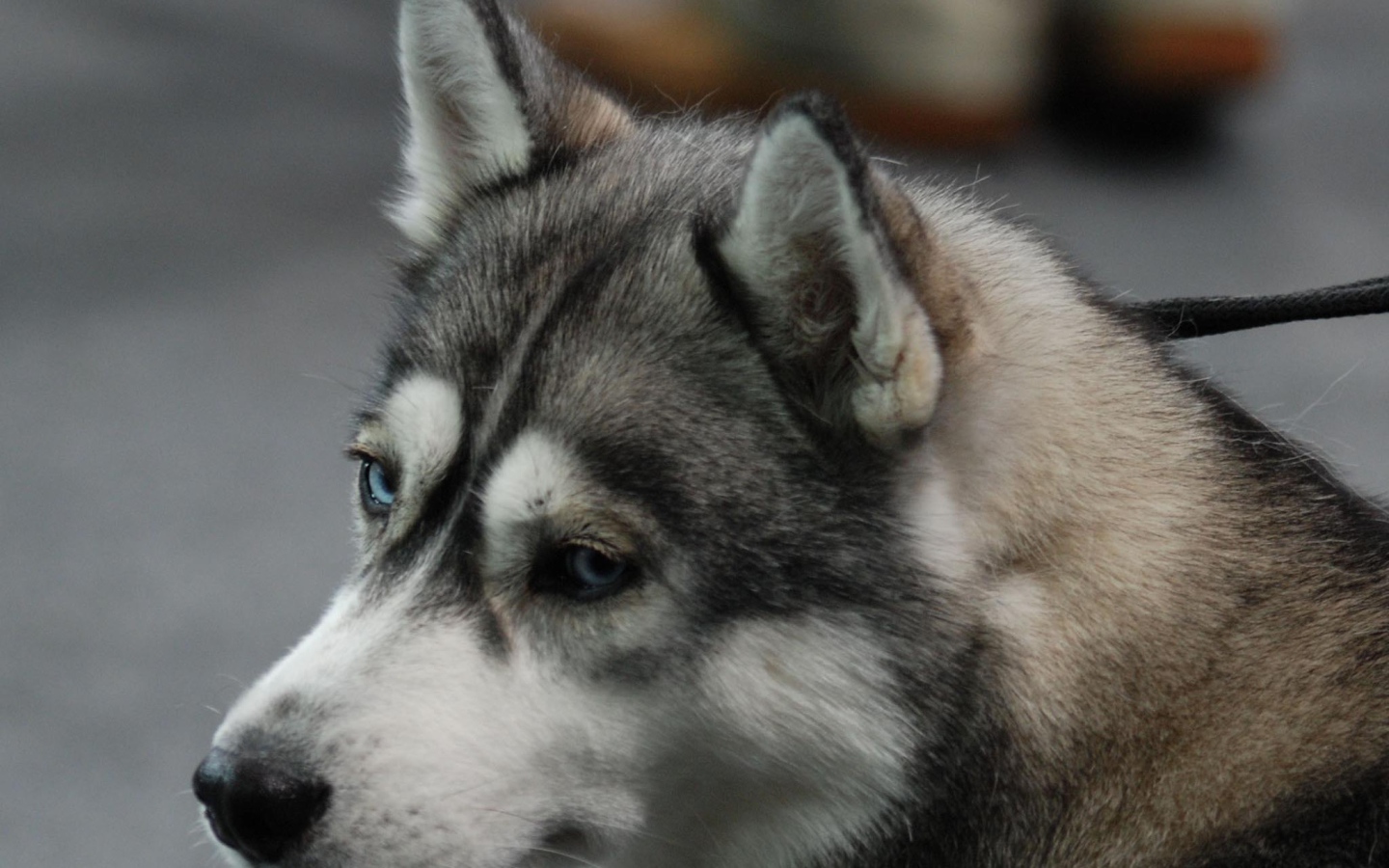 Печальный Сибирский хаски