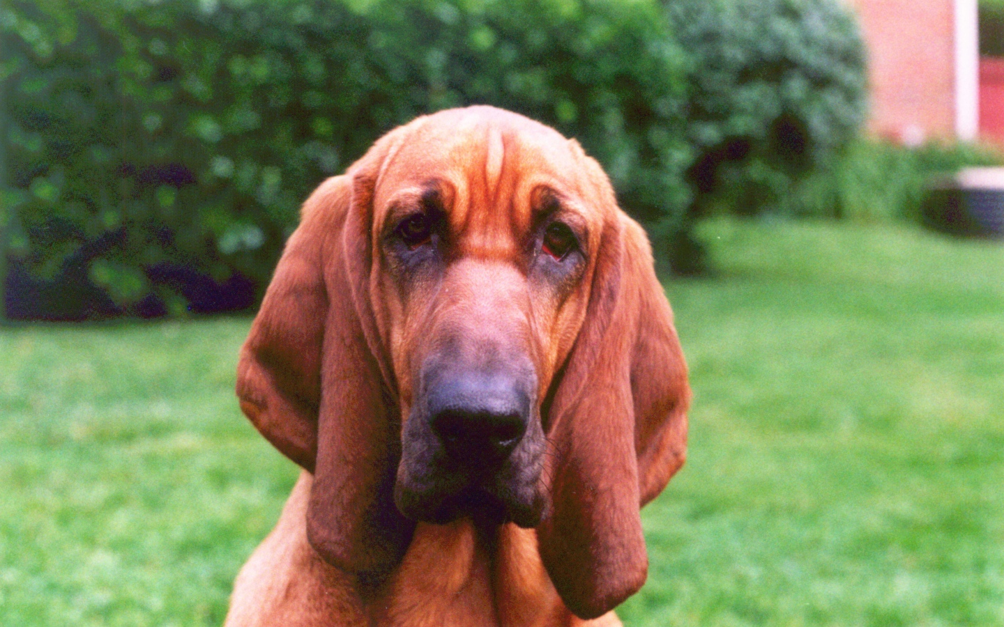 Грустный бладхаунд на фоне кустов