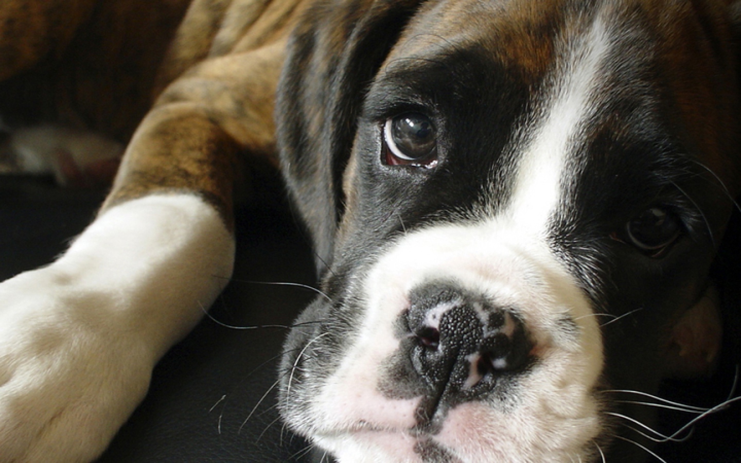 Грустный боксёр крупным планом