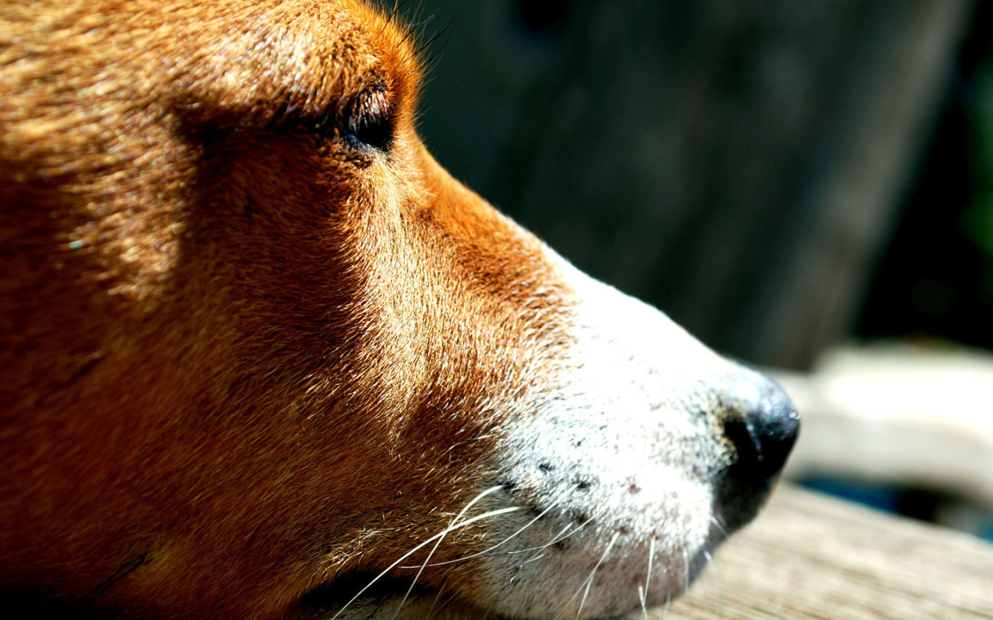 Грустная собака породы басенджи