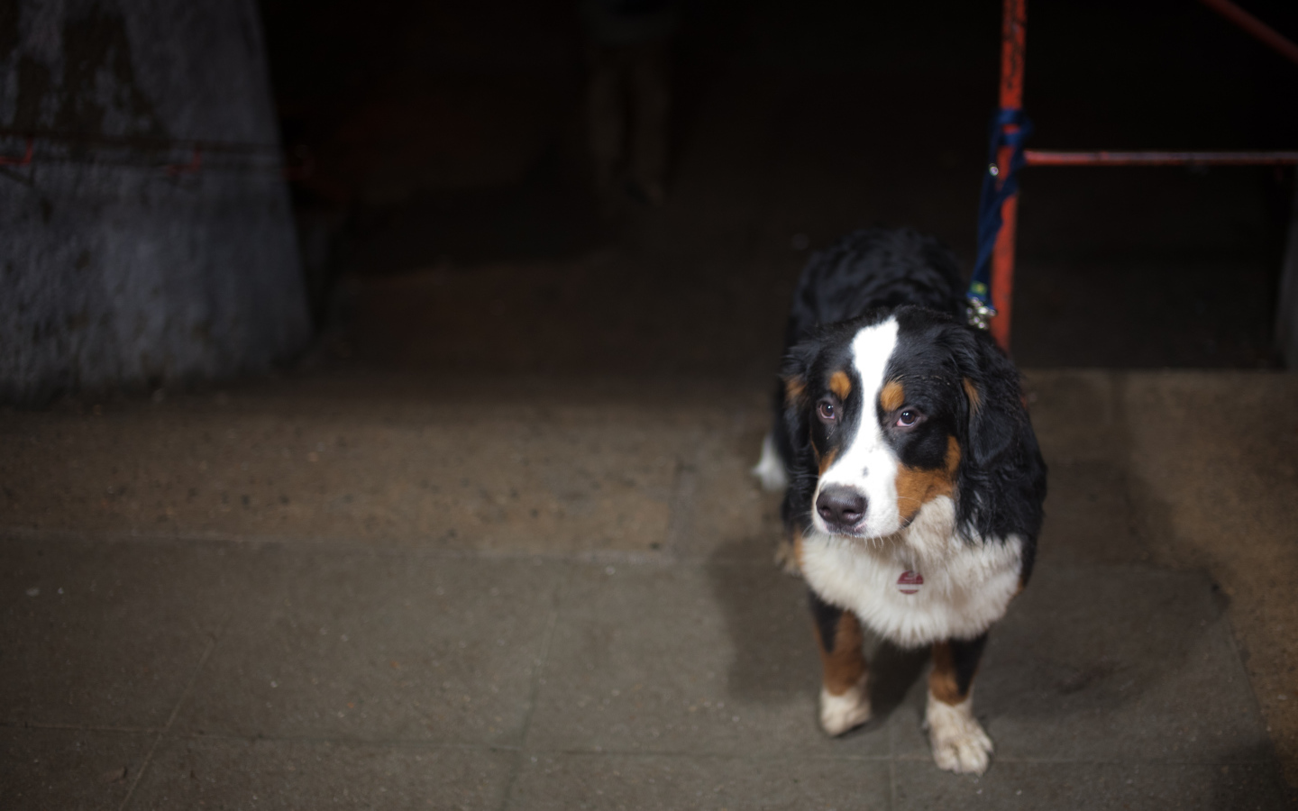 Грустный щенок бернской пастушьей собаки