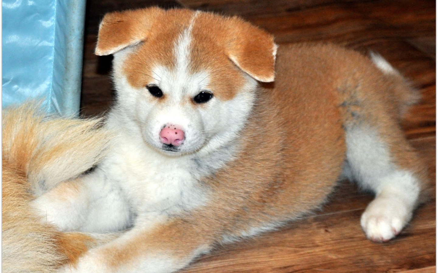 Sad puppy akita inu