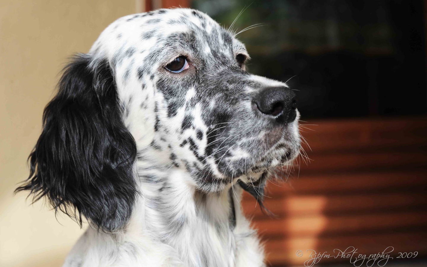 Серьёзный английский сеттер