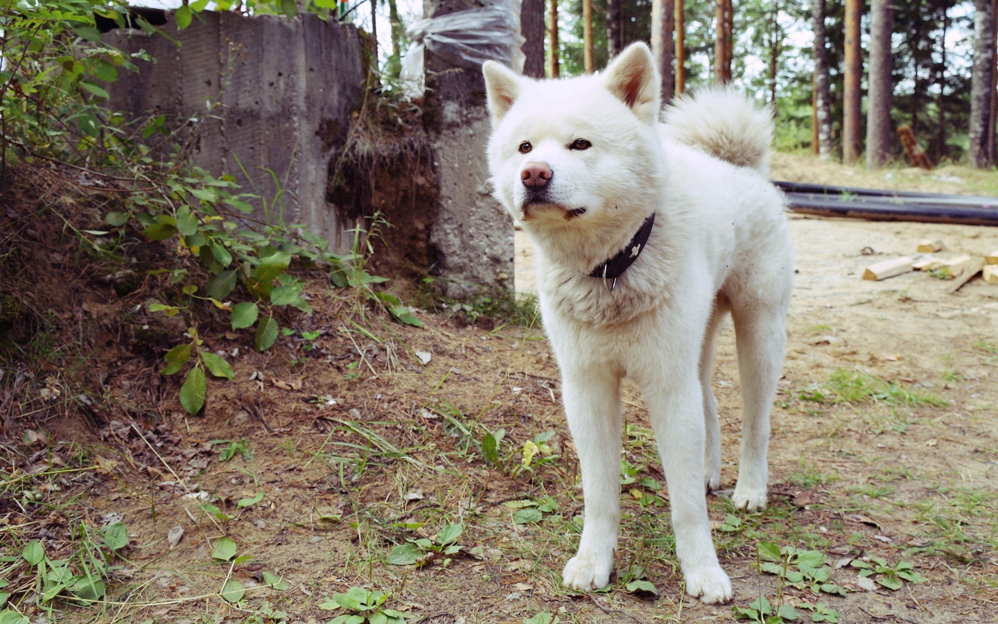 Серьёзная собака акита-ину в лесу