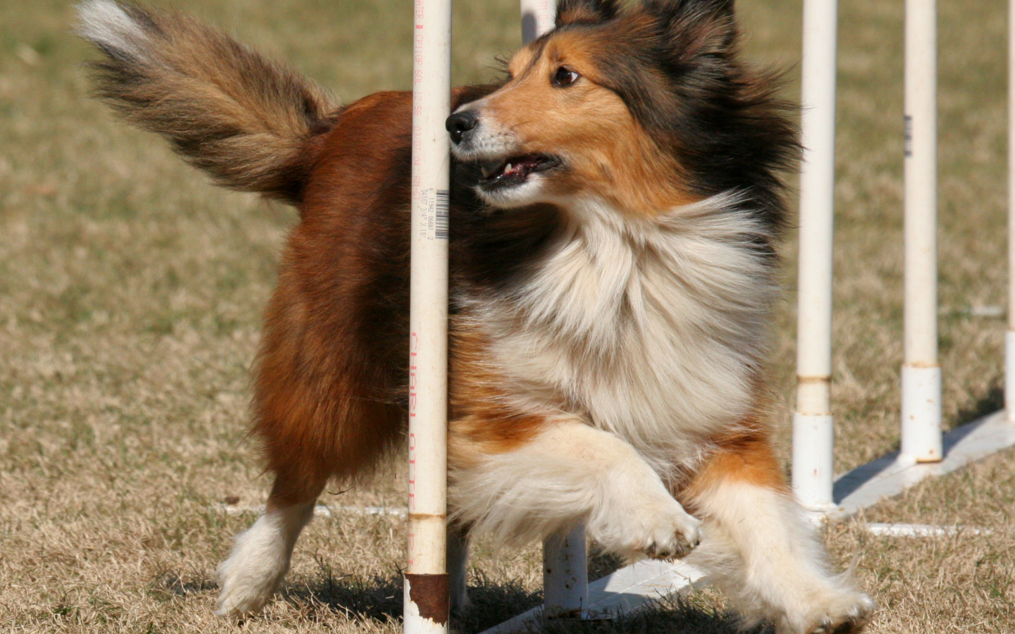 Собака породы шелти выполняет команды