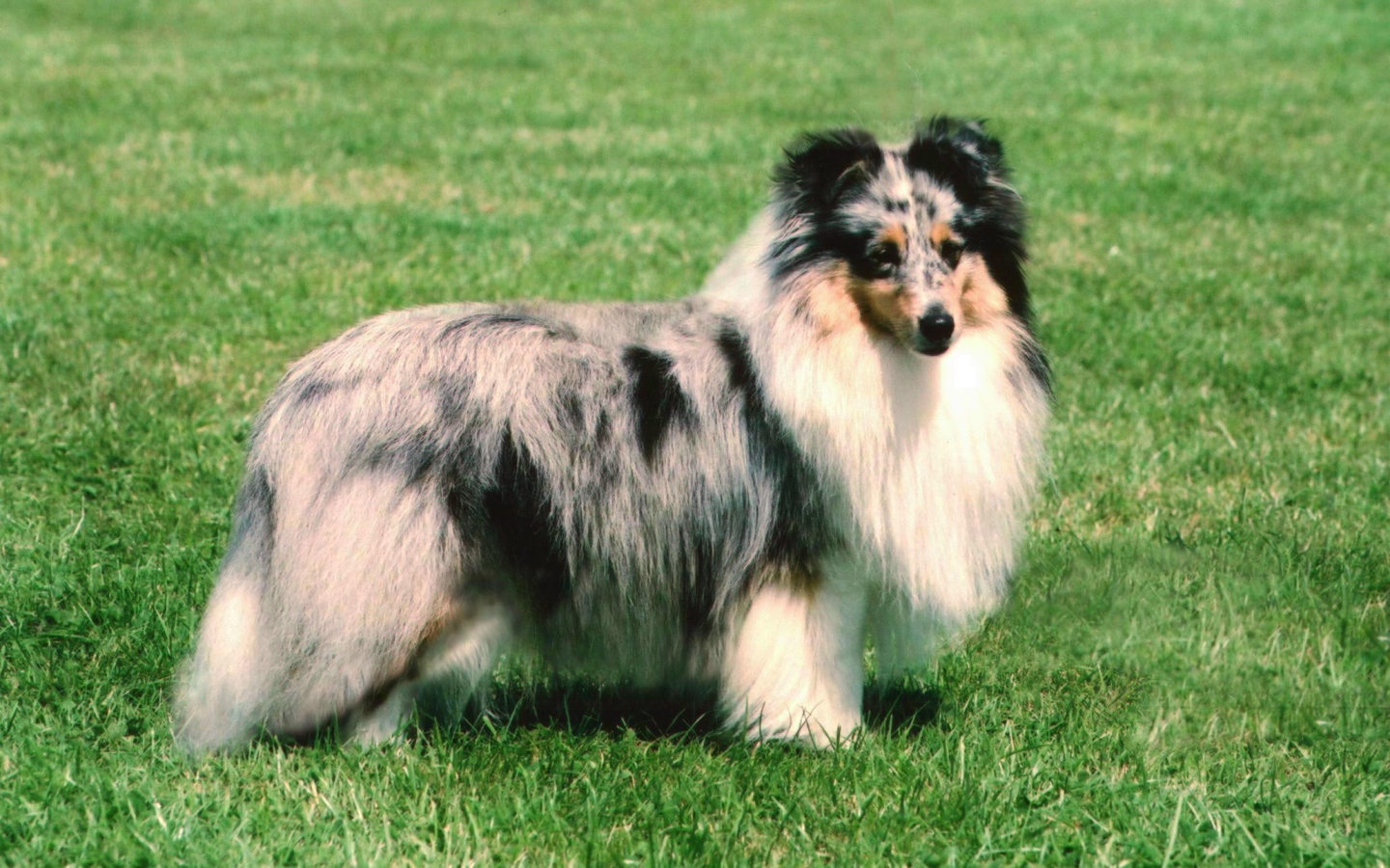 Sheltie breed dog posing on the grass in the summer