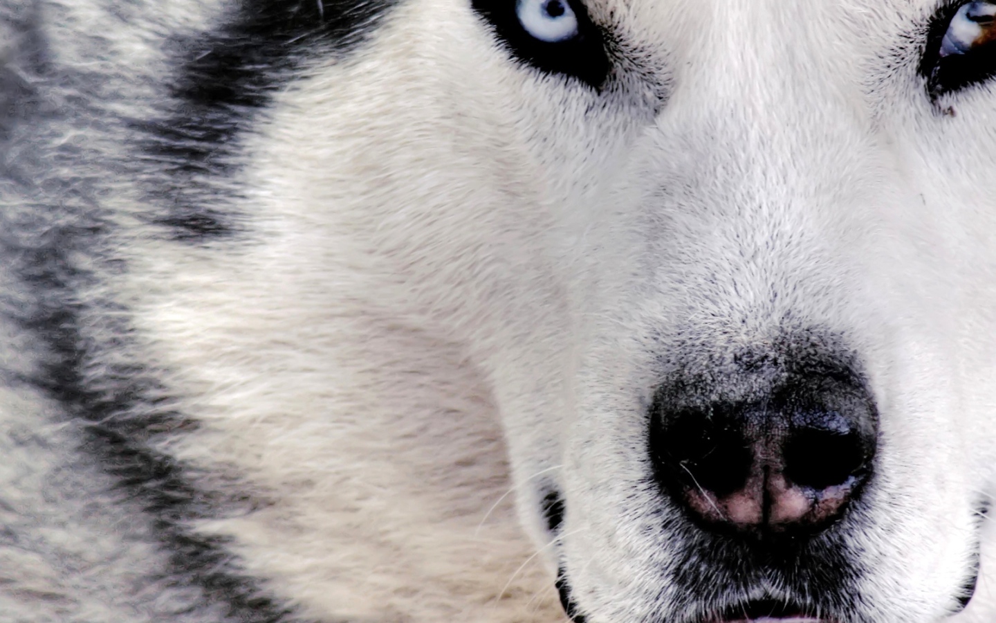 Siberian Husky close up