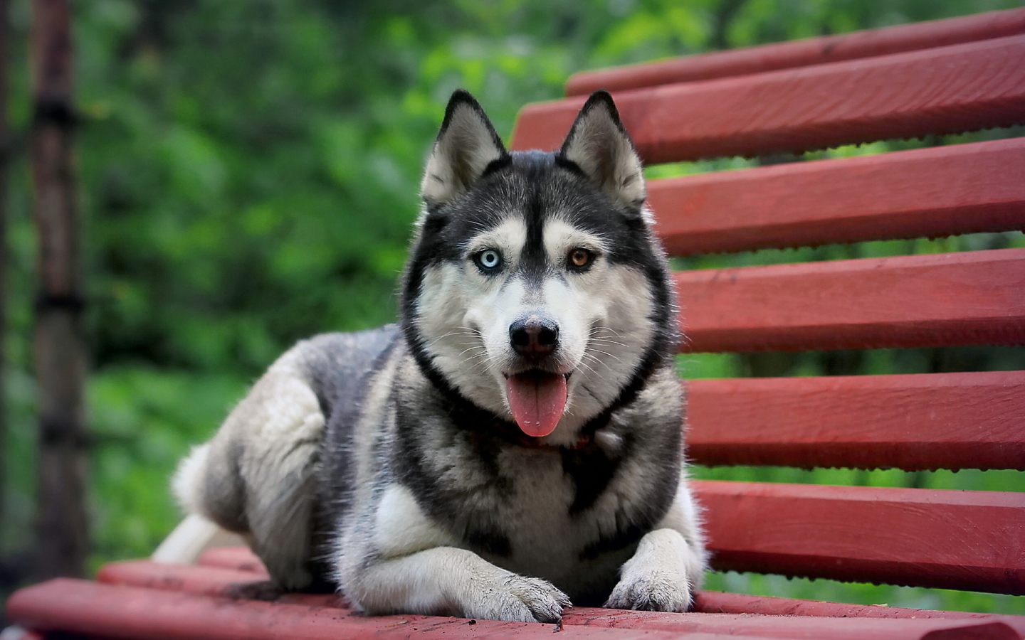 Siberian Husky on the bench