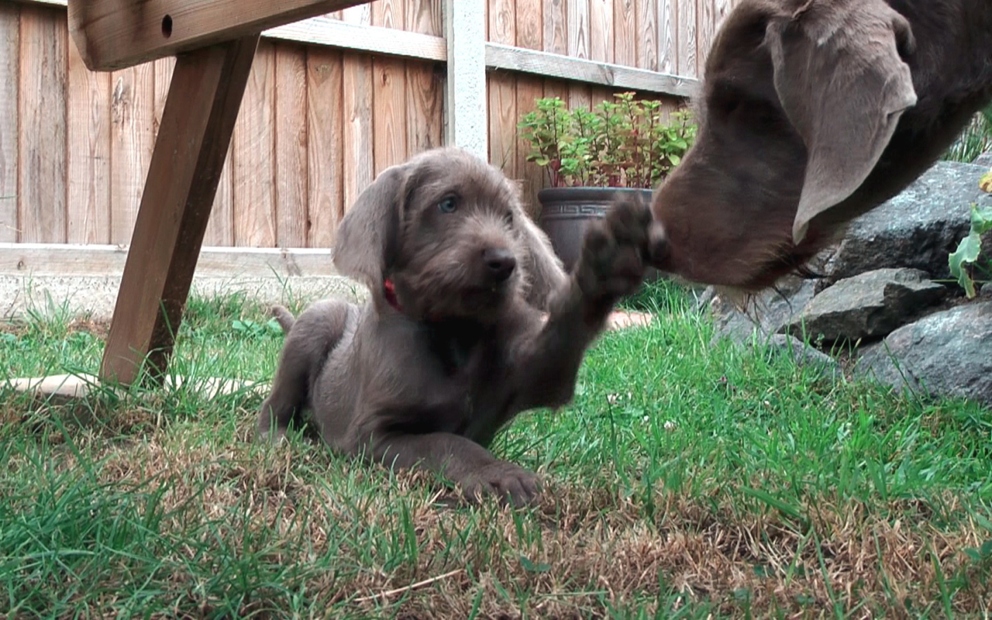 Словацкий Пойнтер играет с матерью
