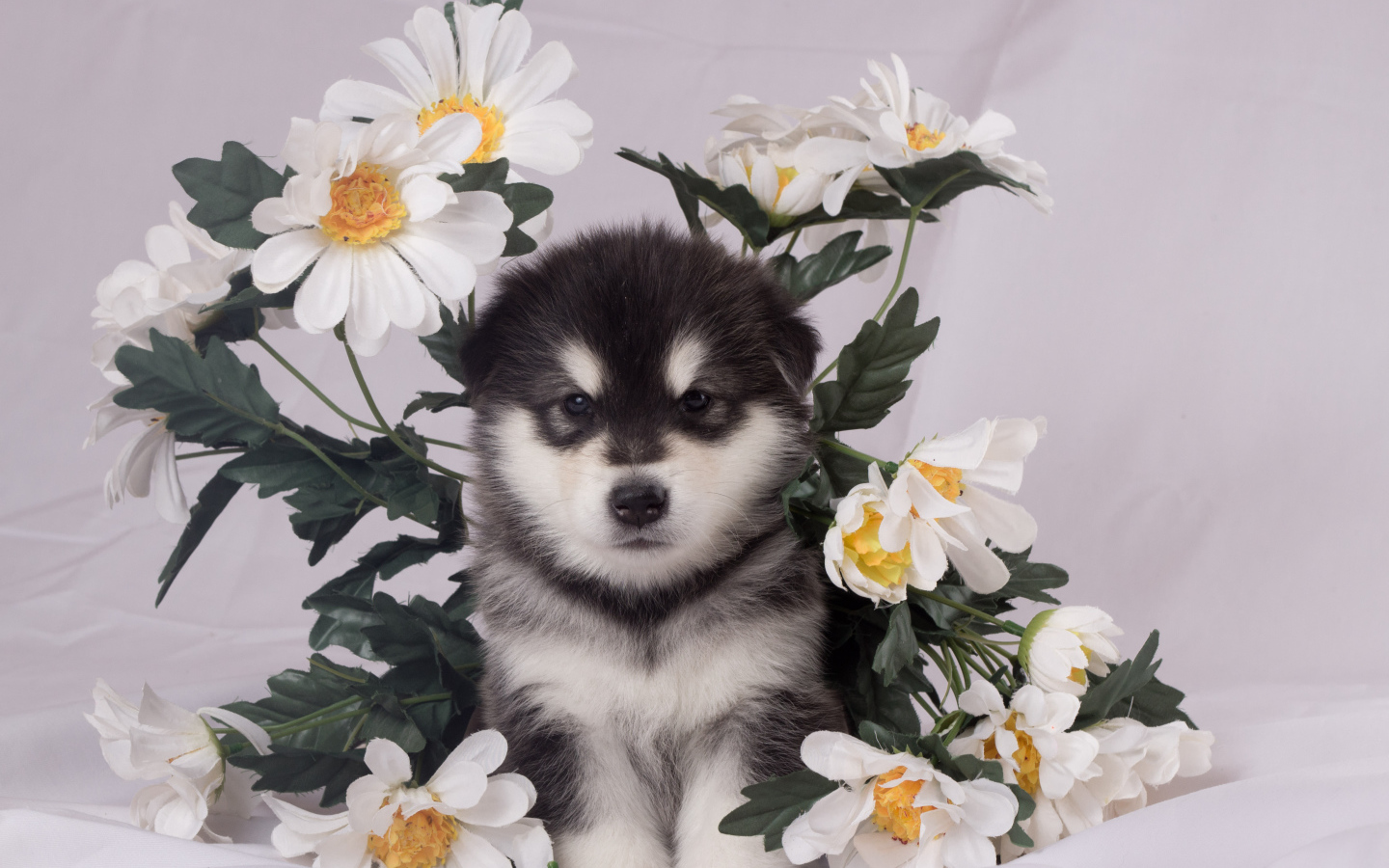 Маленький аляскинский маламут в цветах