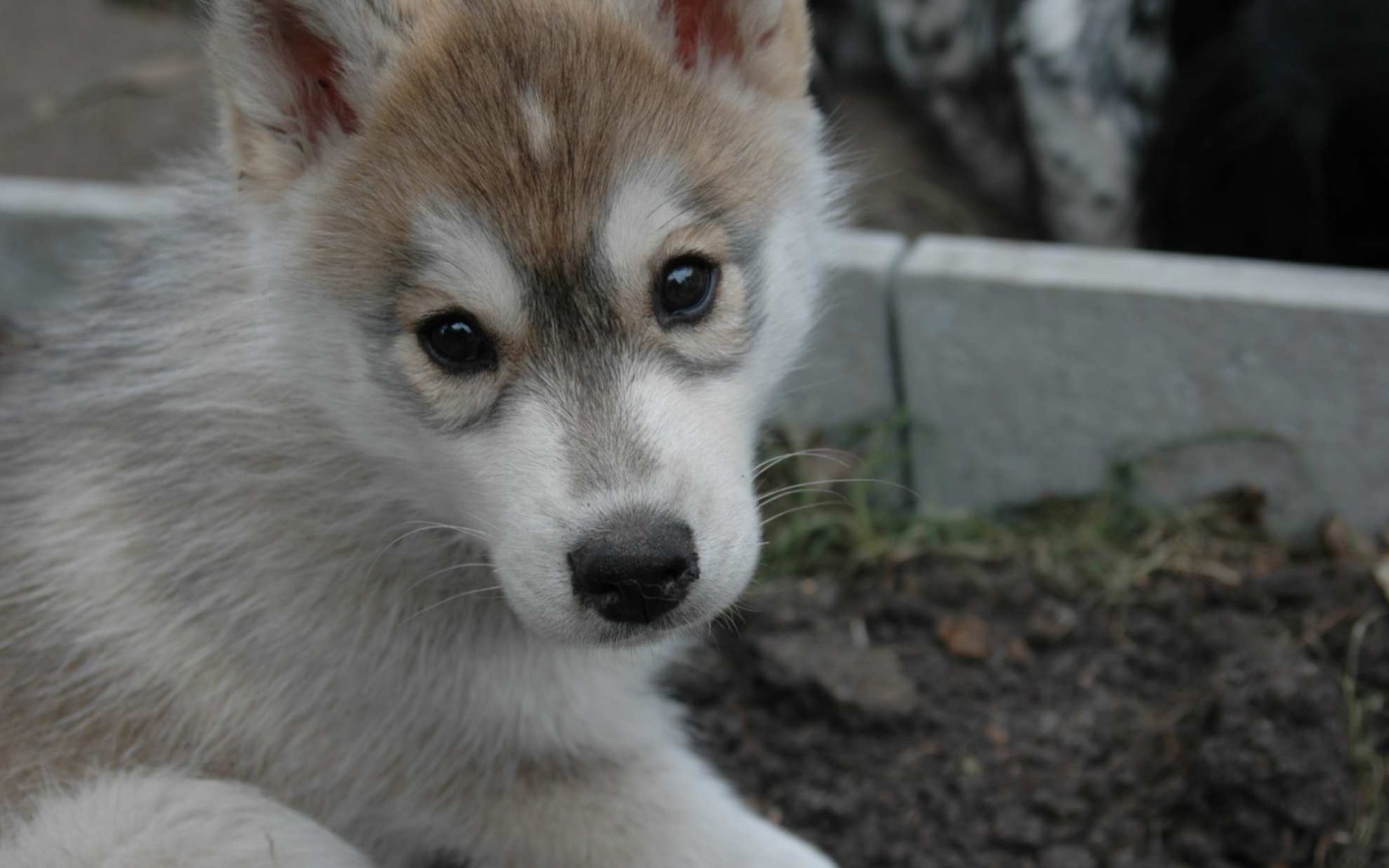 Маленький аляскинский маламут смотрит на фотографа