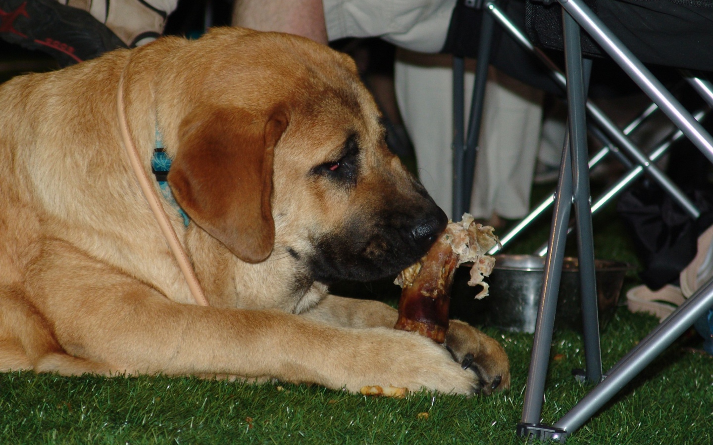 Испанский мастиф под столом