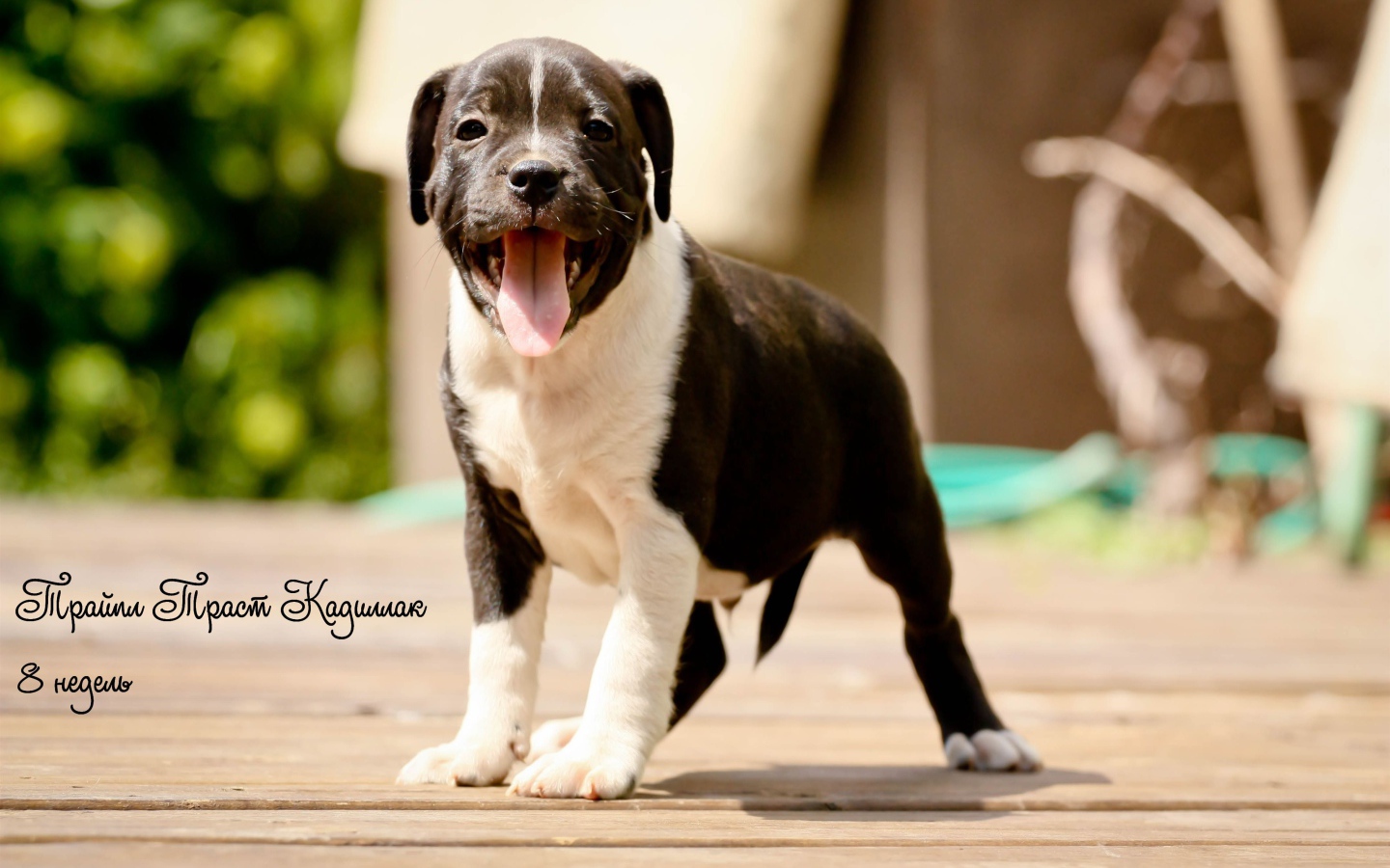 Щенок Стаффордширский бультерьер