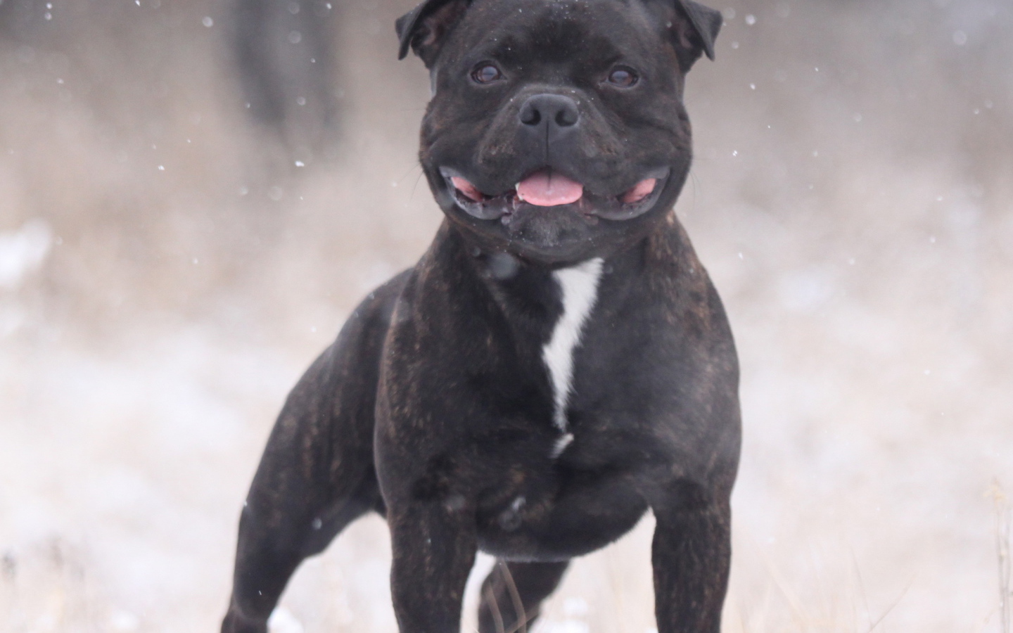 The Puppy Staffordshire Bull Terrier in winter time