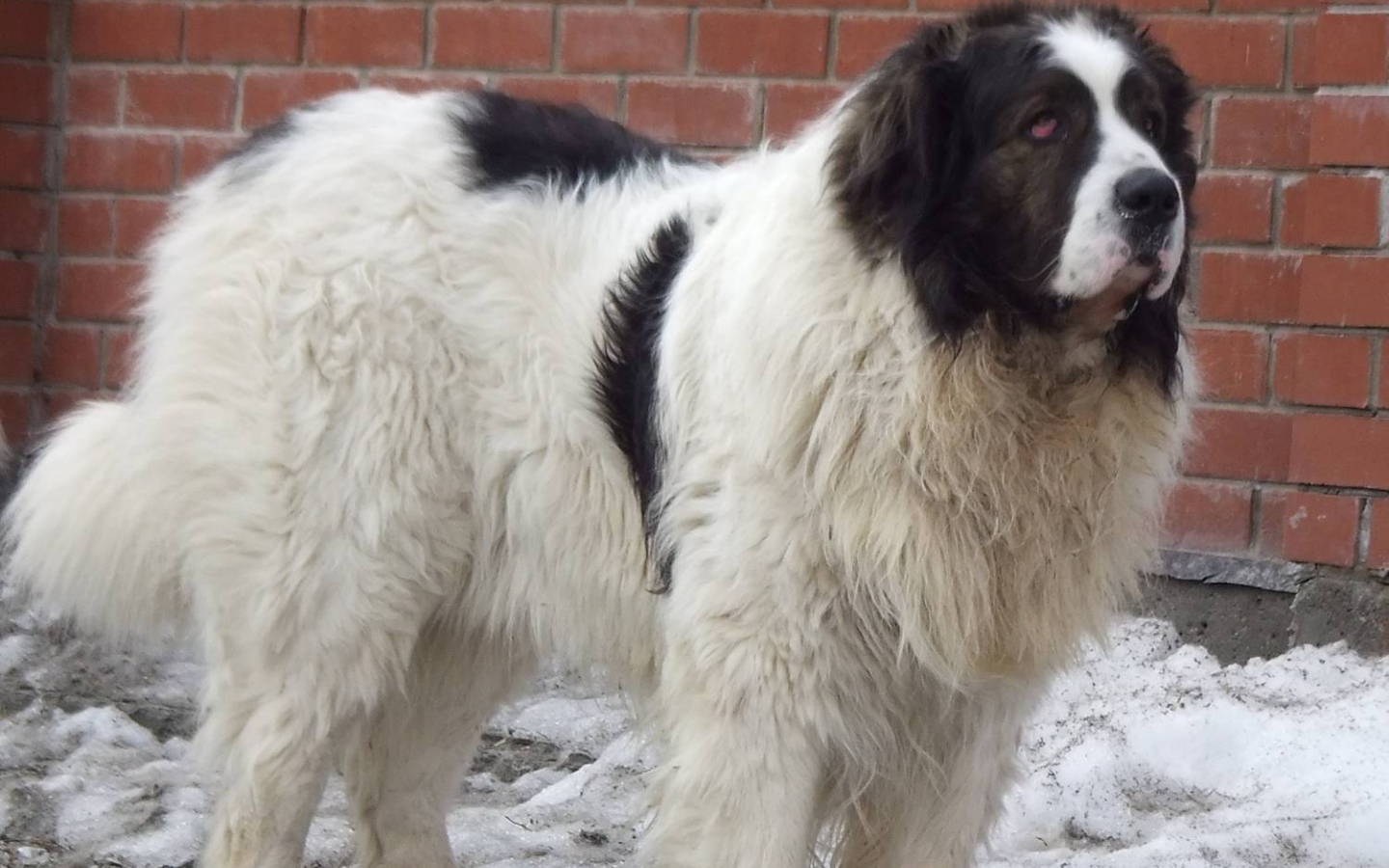 Испанский мастиф у кирпичной стены