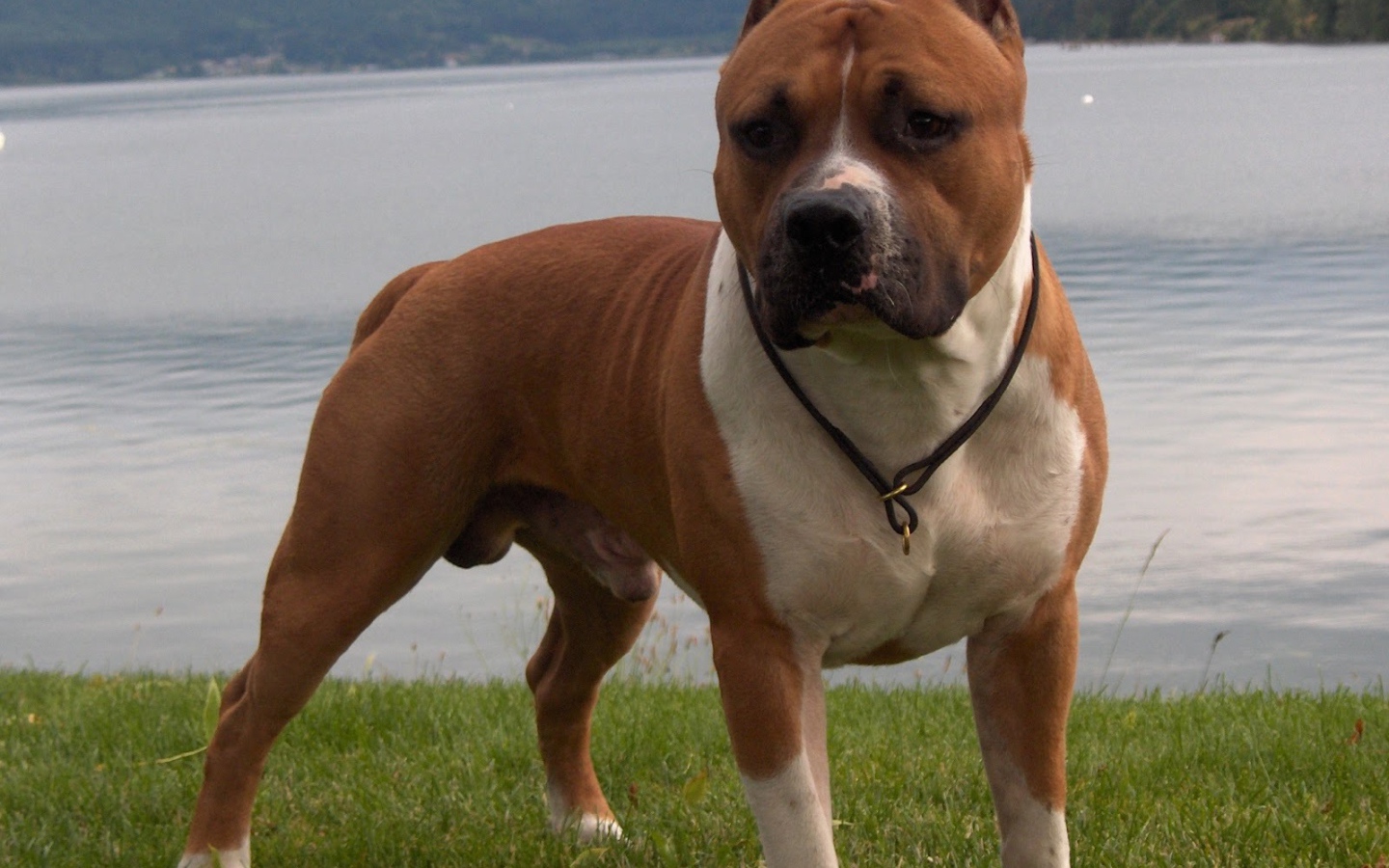 Стаффордширский бультерьер на озере