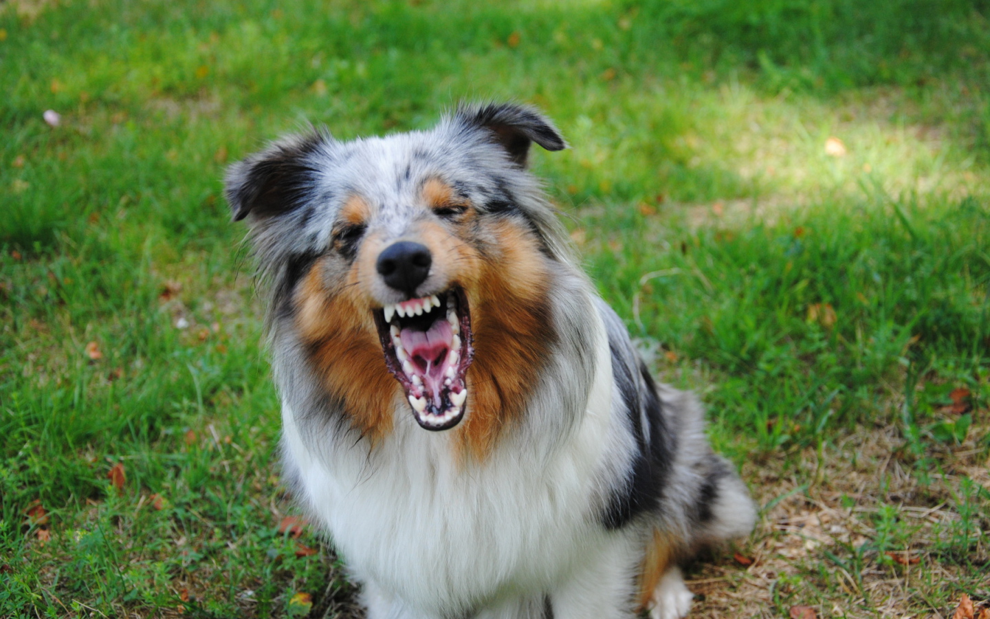 Злая собака породы шелти